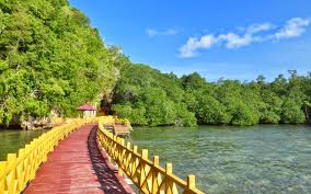 Hutan Mangrove 